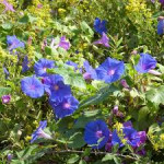 UKRASNI SLAK, MORNING GLORY, sjeme ,sadnice