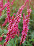 Visoka tamno lila persicaria