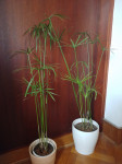 Vodena palma / Cyperus alternifolius