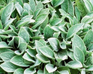 Vunasti čistac (zečje uši) sadnica