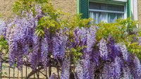 WISTERIA / GLICINIJA ,SADNICE I SJEME
