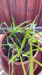 Zeleni ljiljan -klorofit-sadnica
