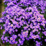 ZVJEZDAN /ASTER , trajnica