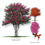 10 sjemenki NOVO! Lagerstroemia indica