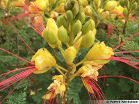 10 sjemenki caesalpinia gillesi - sjeme 10 kom