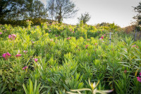 AKCIJA - Oleandri crveni i rozi (2 metra +) - Nerium oleander