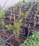 Araukarija (čileanski bor) - araucaria araucana sadnica