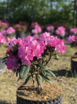 Rhododendron yakushimanum Blurettia