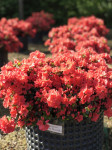 Azalea japonica Geisha Fumiko, visina 40 cm/širina 70 cm