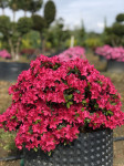 Azalea japonica Kazuko, visina 40cm/širina 60cm