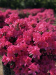 Azalea japonica Kirstin, visina 50 cm/širina 70 cm