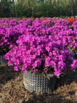 Azalea japonica Lilienstein, visina 40cm/širina 80 cm