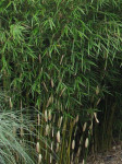 Bambus Fargesia 'Pingwu'