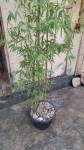Bambus u tegli visina 180 cm,širina 100 cm
