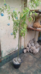 Bambus u tegli visina 180 cm,širina 140 cm