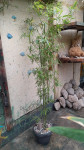 Bambus u tegli visina 190 cm,širina 100 cm