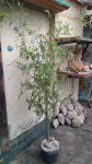 Bambus u tegli visina 190 cm,širina 110 cm