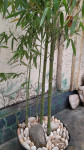 Bambus u tegli visina 190 cm,širina 130 cm