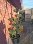 Bonsai Topiary Niwaki Pompon Vrtna Arhitektura 160-180cm Dostava