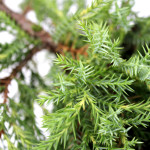 Borovica Juniperus Chinesis “Kuriwao Gold” c2