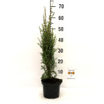 Borovica Juniperus Communis “Arnold” c2
