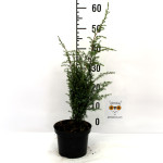 Borovica Juniperus Communis “Compressa” c2