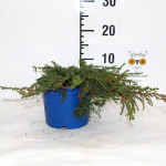 Borovica Juniperus Communis “Green Carpet” c2