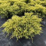 Borovica Juniperus Horizontalis “Old Gold” c2