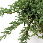 Borovica Juniperus Squamata “Little Joanna” c2