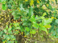 Božikovina sadnice ca 1,5met. visine