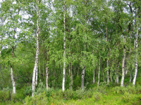 BREZA - Betula pendula, sadnice