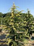 Cedrus deodara Vinks Golden,  visina 200 cm