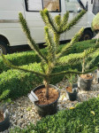 Čileanska Araukarija Cileanski Bor Araucaria Araucana 20-180cm Dostava