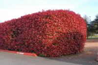 Crvena živa ograda , fotinija Red robin, sadnice top kvalitete