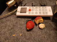 cycas revoluta sjeme 1 kom