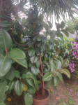 Ficus elastica, preko 2m visine, može R1