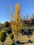 Ginko biloba Menhir, visina 380cm/širina140cm