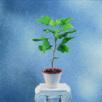 Ginko biloba - sadnice