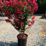 Indijski Kineski Jorgovan Lagerstroemia Indica Lagerstremija Očenašica