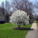 Japanska magnolija (magnolia kobus) - sadnica