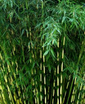 Japanski Bambus Sadnice
