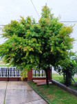 Japanski javor (acer palmatum) sadnica
