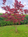 Japanski javor crveni.,Acer palmatum" 2 kom