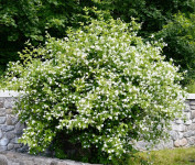 Jasmin Grm 200-250cm Otporan Na Zimu Dostava