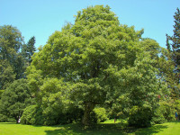 Javor gorski  - Acer pseudoplatanus