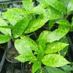 Javor pjegavi Aucuba japonica sadnice