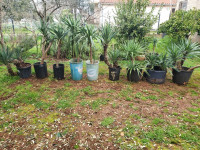 Juka palme 70-150 cm