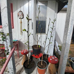 Julanska magnolija (magnolia denudata) - sadnica