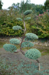 Juniperus pfitzeriana Hetzii - topiary