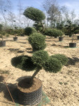 Juniperus pfitzeriana Hetzii  topiary 160-170 cm